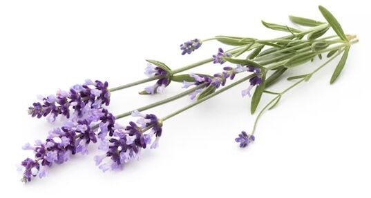 A marca Fungeent de marca contén aceite de lavanda